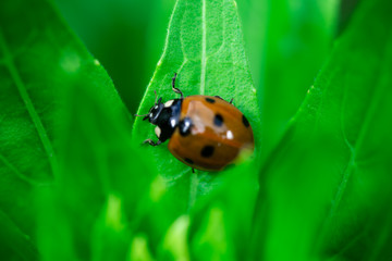 Obraz premium Ladybug eating on a leaf, Coccinellidae, Arthropoda, Coleoptera, Cucujiformia, Polyphaga