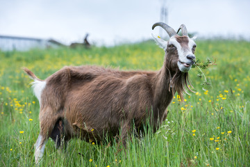 Thüringer Waldziege, Nutztier,Selbstversorgung, Allergiker,Delikatesse, gefährdete Ziegenrasse