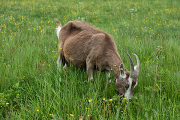 Th&uuml;ringer Waldziege, Nutztier,Selbstversorgung, Allergiker,Delikatesse, gef&auml;hrdete Ziegenrasse