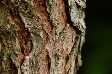 tree bark close up