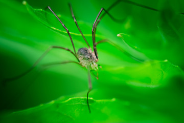 Macro photo, close up, insect, spider, Opiliones, Phalangiidae, Arthropoda, Harvestmen waiting to attack its prey (male)