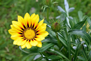 Beautiful gazania flower (Gazania rigens) of bright yellow color