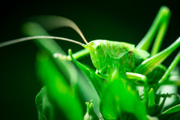 Macro photo, close up, insect, Green grasshopper is sitting on a leaf, Great green bush-cricket, Orthoptera, Arthropoda