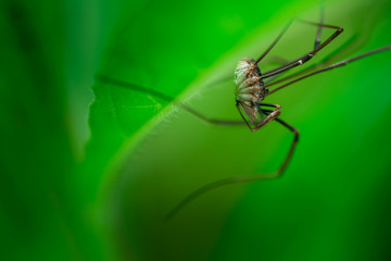 Macro photo, close up, insect, spider, Opiliones, Phalangiidae, Arthropoda, Harvestmen waiting to attack its prey (male)