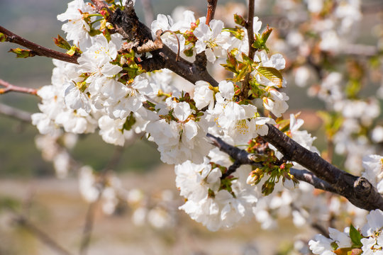 Detail of white cherry blossoms in Valdastilla, Valle del Jerte