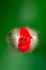 Poppy comes from the bud, rose bud