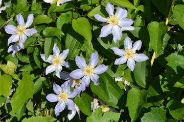 Clematis flowers on the background of greenery.