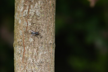 tree bark close up