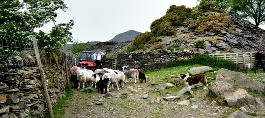 Farm Dog and the Herdwick Sheep