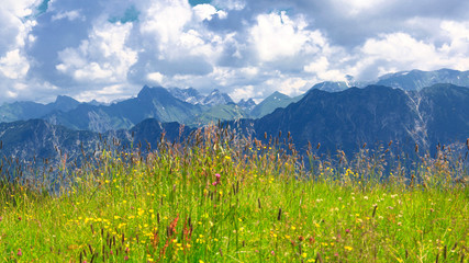Blumenwiese auf dem Berg im Algäu