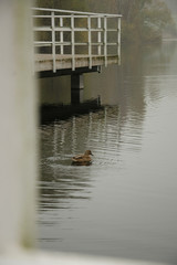 Pomost we mgle © Adam