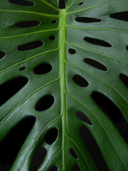 Fototapeta na wymiar Leaf of a delicious monstera on black background