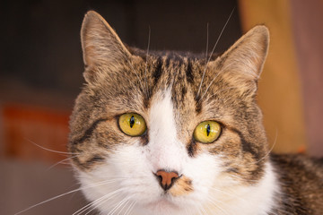  beautiful portrait of a cat