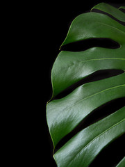 Detail of a delicious monstera or ceriman isolated on a black background