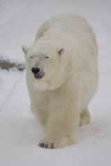 Naklejka na ściany i meble polar bear is a powerful arctic beast in the snow