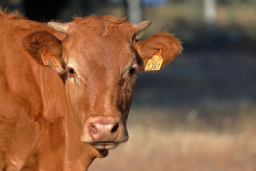 Colored cow in a Spanish field