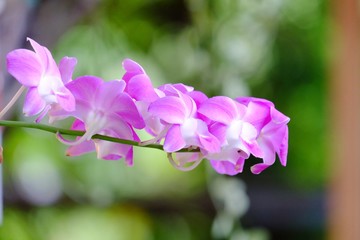Fototapeta na wymiar A bunch of purple Thai orchid blossom in a garden with blurred green nature background and bokeh light 