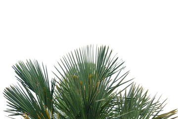 Palm leaves with branches on white isolated background for green foliage backdrop 