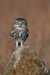 Little owl (Athene noctua) perched on a stone