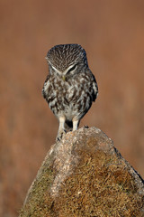 Little owl (Athene noctua) perched on a stone