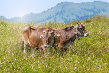 zwei Kühe in der Wiese auf der Alm 