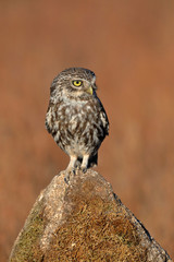 Little owl (Athene noctua) perched on a stone