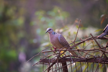 Beautiful Portrait of a Dove in its natural habitat in a soft blurry background