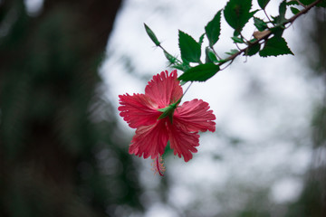 Beautiful Hibiscus flower hanging on the tree during a beautiful day in natural day light