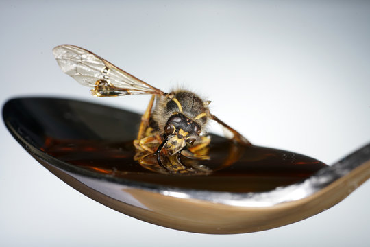 Bee licking spoon on honey and sticking