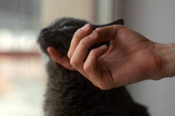 Fototapeta premium Man's hand strokes russian blue cat. soft focus