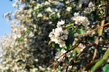 Blooming apple tree under blue sky. soft focus background