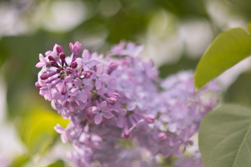 Fototapeta na wymiar Blooming purple lilac closeup. The concept of beautiful summer flowering, natural beauty. Background image.