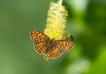 Heath fritillary (Melitaea athalia) butterfly on the catkins tree
