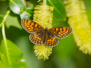 Heath fritillary (Melitaea athalia) butterfly on the catkins tree
