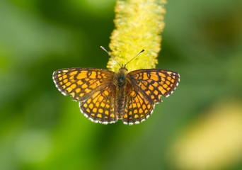 Fototapeta na wymiar Heath fritillary (Melitaea athalia) butterfly on the catkins tree