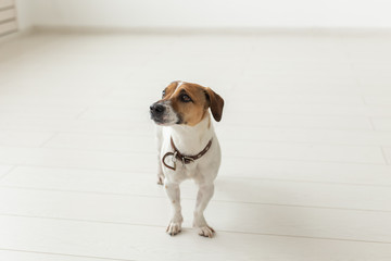 Jack Russell Terrier, studio, pet concept - a dog jack russell over the white background