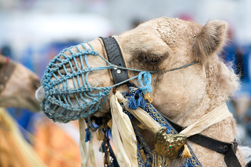 Close Up Portrait Of A Camel