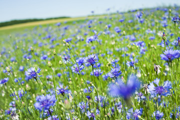 Beautiful wildflowers. Summer landscape with bright blooming cornflowers in the field