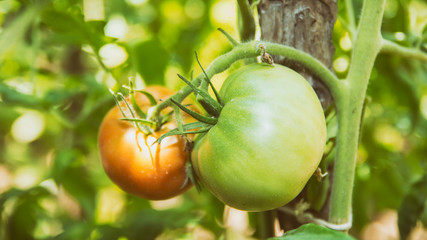 Natural Red And Green Tomatoes Growing On A Branch