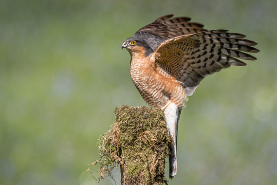 A male sparrowhawk land on a lichen covered post with its wings still outspread