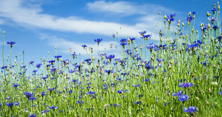  Summer landscape with bright blooming cornflowers in the field. Cornflowers flowers against the sky.