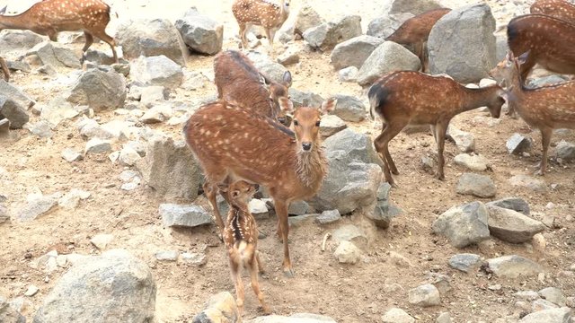 El venado est&aacute; alimentando su cr&iacute;a en el cerro. 