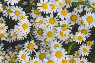 Flowering marguerite flowers or daisies. Close-up of many blossoms of marguerite flower photographed from above. Can be used as wall wallpaper or mural in wellness areas