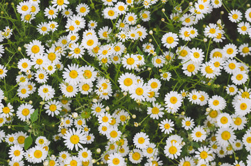 Flowering marguerite flowers or daisies. Close-up of many blossoms of marguerite flower photographed from above. Can be used as wall wallpaper or mural in wellness areas