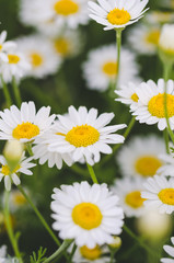 Fototapeta premium Flowering marguerite flowers or daisies. Closeup of the flower of marguerite flower in portrait format. Can be used as wall wallpaper or mural in wellness areas