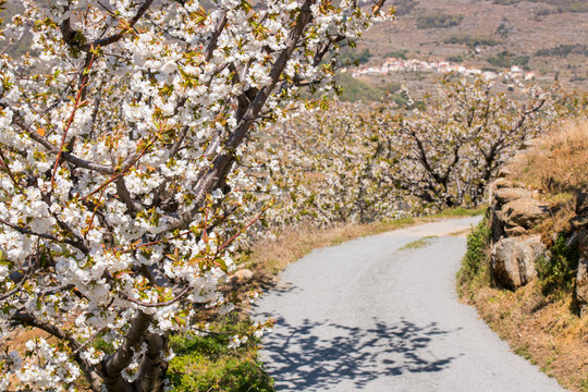 White hillsides motivated by the color of cherry blossoms in Valdastilla, Valle del Jerte