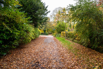 Deserted path covered in fallen leaves in the countryside on an autumn day