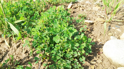 young plants in the garden