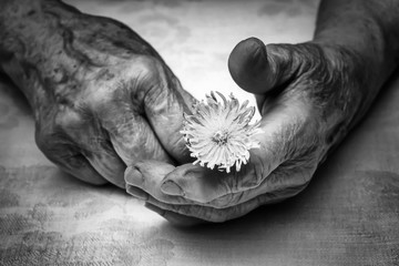 Senior woman hands and flower
