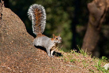 Squirrel in Mexican park Chapultepec, Mexico City